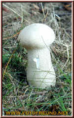 o8060241.jpg (191270 Byte)