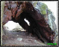 torstein12-04-04.jpg (77400 Byte)