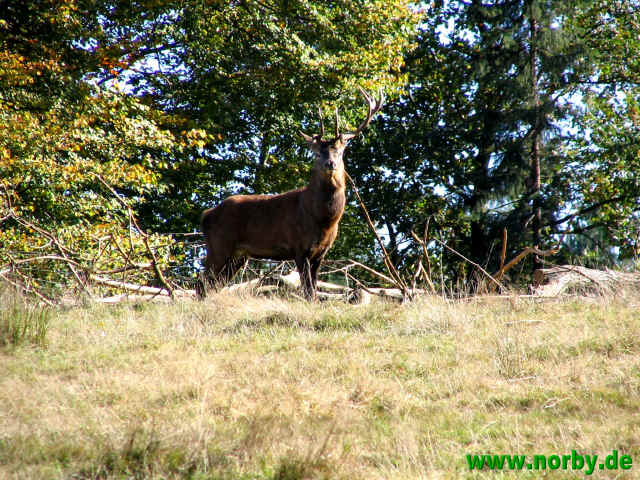 hirsch-16-10-05-3098