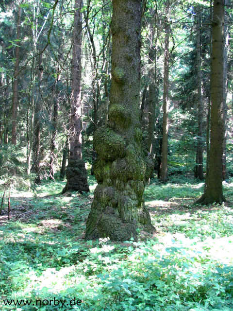 skulpturfichte_2541.jpg (728257 Byte)