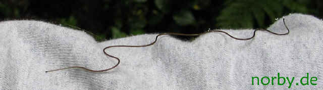 wurm_2694.jpg (58563 Byte)
