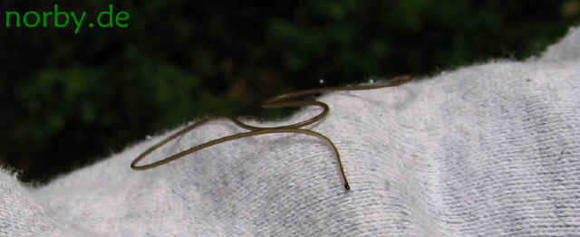 wurm_2697.jpg (54754 Byte)
