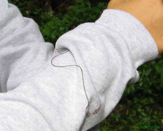 wurm_2713.jpg (177263 Byte)